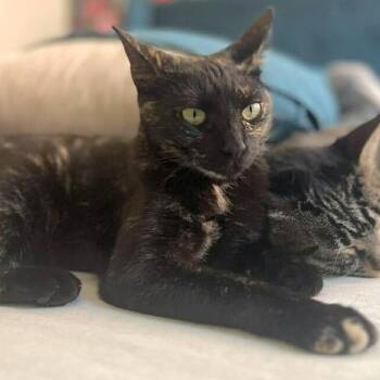 Eloise Leung -  Tortoiseshell and Domestic Short Hair Cat for Adoption in Friendswood, Texas - Eloise Leung | PetCurious