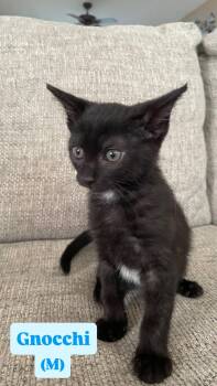 Domestic Short Hair Cats Available for Adoption in Clarksville, Tennessee - Gnocchi | PetCurious