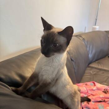 Sole -  Siamese Cat for Adoption in Palmetto Bay, Florida - Sole | PetCurious