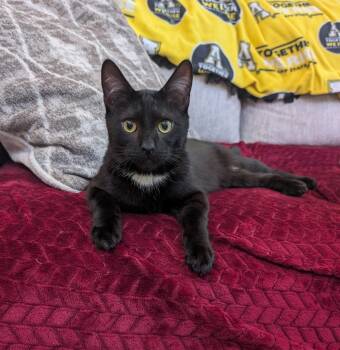 Rescue Domestic Short Hair Cats for Adoption in Sanford, North Carolina - Sylvester | PetCurious