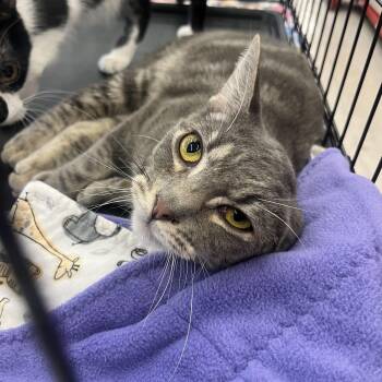Tabby Cats Available for Adoption - Dewey W. | PetCurious