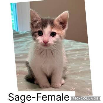 Sage -  Domestic Short Hair Cat Available for Adoption in Sherman, Illinois - Sage | PetCurious