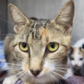 Momma Consomme -  Domestic Short Hair Cat for Adoption in Leander, Texas - Momma Consomme | PetCurious