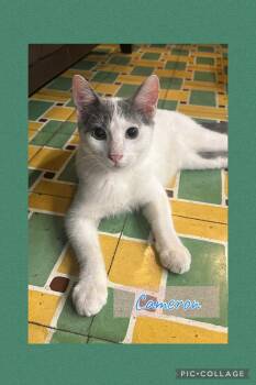 Rescue Domestic Short Hair Cats for Adoption in Warren, New Jersey - Cameron | PetCurious