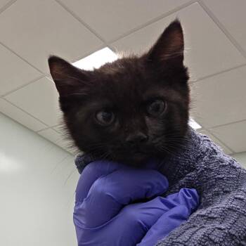 Domestic Short Hair Cats Available for Adoption in Chattanooga, Tennessee - Bartholomew | PetCurious