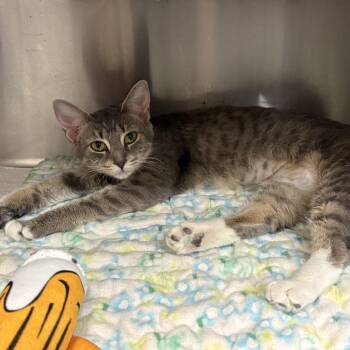 Patricia -  Domestic Short Hair Cat for Adoption in Buffalo, New York - Patricia | PetCurious