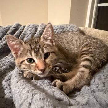 Joey (green) -  Domestic Short Hair Cat for Adoption in Belfair, Washington - Joey (green) | PetCurious