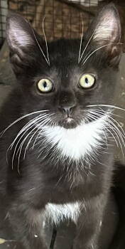 Rescue Domestic Short Hair Cats for Adoption in Frisco, Texas - Bootsie | PetCurious