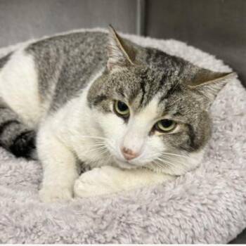 Domestic Short Hair Cats Available for Adoption - Perry | PetCurious