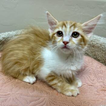 Capricorn -  Domestic Medium Hair Cat for Adoption in Fountain Hills, Arizona - Capricorn | PetCurious