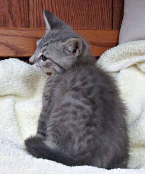 Coleman -  Domestic Short Hair Cat for Adoption in Lexington, Virginia - Coleman | PetCurious