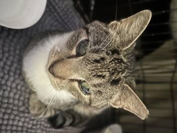 Rescue Domestic Short Hair Cats for Adoption in Parma Heights, Ohio - Ray Charles | PetCurious