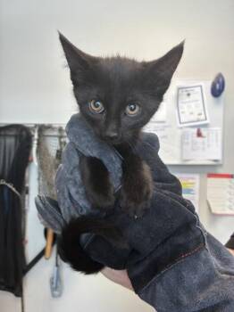 *Trout* -  Domestic Short Hair Cat for Adoption in Salt Lake City, Utah - *Trout* | PetCurious