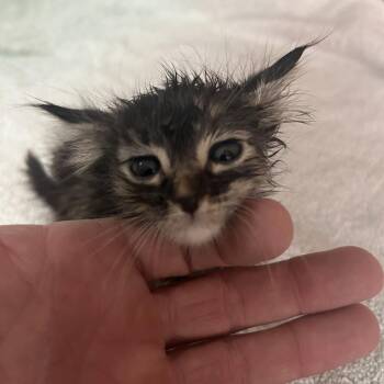 Fern -  Domestic Short Hair Cat for Adoption in Cabot, Arkansas - Fern | PetCurious
