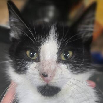 Saffron -  Domestic Short Hair Cat for Adoption in Idaho Falls, Idaho - Saffron | PetCurious