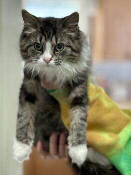 Rescue Domestic Long Hair Cats for Adoption in Anderson, Indiana - Saja | PetCurious