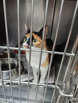 Rescue Domestic Short Hair Cats for Adoption in Jackson, Tennessee - Sugar Boom Boom | PetCurious