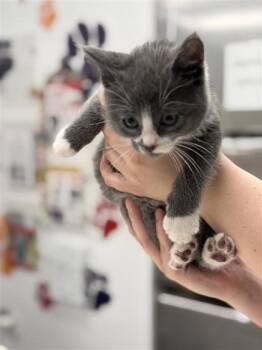 Domestic Short Hair Cats Available for Adoption in West Chester, Pennsylvania - Dr. Robby | PetCurious