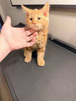 Pumpkin -  Maine Coon Cat for Sale in Cisco, Texas - Pumpkin | PetCurious