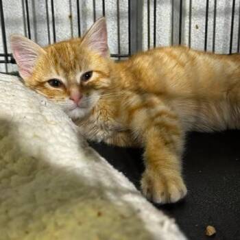 Flynn -  Domestic Short Hair Cat Available for Adoption in TIMBERCRK CYN, Texas - Flynn | PetCurious