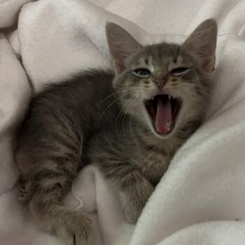 Amaryllis -  Domestic Short Hair Cat for Adoption in Cumming, Georgia - Amaryllis | PetCurious