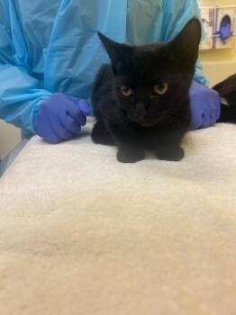 Wanda -  Domestic Short Hair Cat for Adoption in Raleigh, North Carolina - Wanda | PetCurious