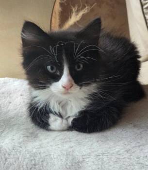 Annie (Adopted), Snoopy, and Miss Flow -  Domestic Short Hair Cat for Adoption in Anchorage, Alaska - Annie (Adopted), Snoopy, And Miss Flow | PetCurious