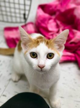 Spaghetti -  Domestic Short Hair Cat for Adoption in Oriental, North Carolina - Spaghetti | PetCurious