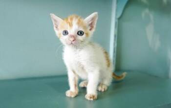 Domestic Short Hair Cats Available for Adoption in San Antonio, Texas - Thor | PetCurious