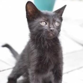 Domestic Medium Hair Cats Available for Adoption in Conroe, Texas - Boo | PetCurious