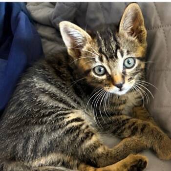 WilyKit -  Domestic Medium Hair Cat for Adoption in Westminster, California - WilyKit | PetCurious