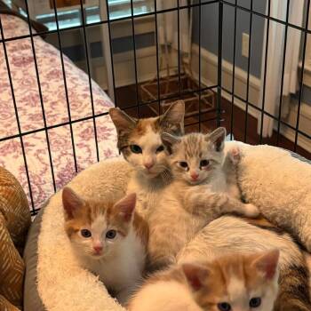 Pancake -  Domestic Short Hair Cat Available for Adoption in Chapel Hill, North Carolina - Pancake | PetCurious