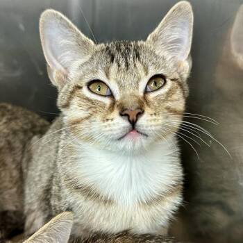 Octopus -  Domestic Short Hair Cat for Adoption in Matteson, Illinois - Octopus | PetCurious