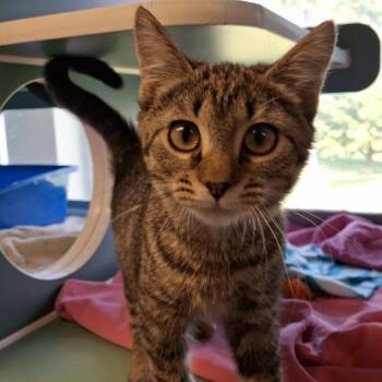 Triscuit -  Domestic Short Hair Cat for Adoption in Morristown, Vermont - Triscuit | PetCurious