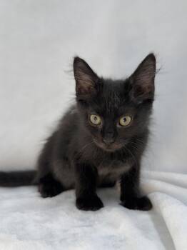 Journey -  Domestic Long Hair Cat for Adoption in Greensboro, North Carolina - Journey | PetCurious