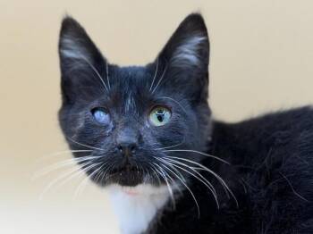 Kinsley -  Domestic Short Hair Cat for Adoption in Portland, Oregon - Kinsley | PetCurious