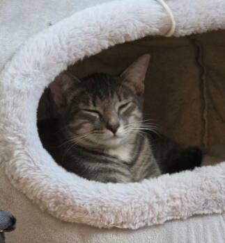 Lily -  Domestic Short Hair Cat for Adoption in Liverpool, New York - Lily | PetCurious