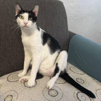 Rescue Domestic Short Hair Cats for Adoption in Antioch, California - Mooshu | PetCurious