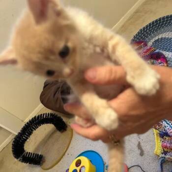 Sandy -  Domestic Short Hair Cat for Adoption in League City, Texas - Sandy | PetCurious