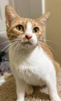 Domestic Short Hair Cats Available for Adoption - Sage | PetCurious