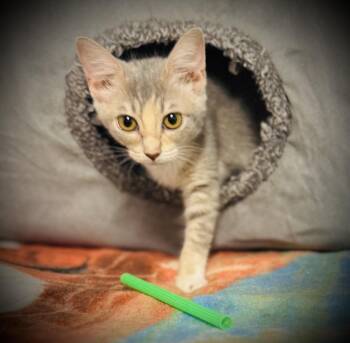 Millie -  Domestic Short Hair Cat for Adoption in Jackson, Georgia - Millie | PetCurious
