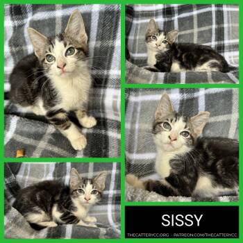Sissy -  Domestic Short Hair Cat for Adoption in Corpus Christi, Texas - Sissy | PetCurious