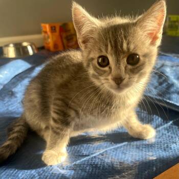 Firework -  Domestic Short Hair Cat for Adoption in Carmel, Indiana - Firework | PetCurious