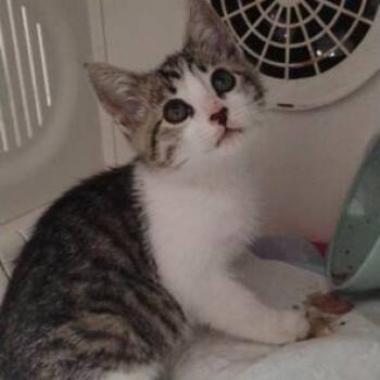 Rescue Domestic Short Hair Cats for Adoption in Lodi, California - Stormy | PetCurious