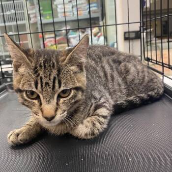 Domestic Short Hair Cats Available for Adoption in Westminster, California - WAGS-Stray-21431 | PetCurious