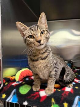 Chirp -  Domestic Short Hair Cat for Adoption in Martinsville, Indiana - Chirp | PetCurious