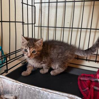 Fiji -  Domestic Short Hair Cat for Adoption in Parkersburg, West Virginia - Fiji | PetCurious