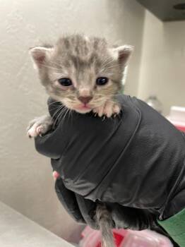 Florence -  Domestic Short Hair Cat for Adoption in Chico, California - Florence | PetCurious