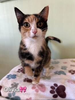 Domestic Short Hair Cats Available for Adoption in Wabash, Indiana - Olivia | PetCurious