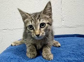 GEORGIE -  Domestic Short Hair Cat for Adoption in Brentwood, Missouri - GEORGIE | PetCurious